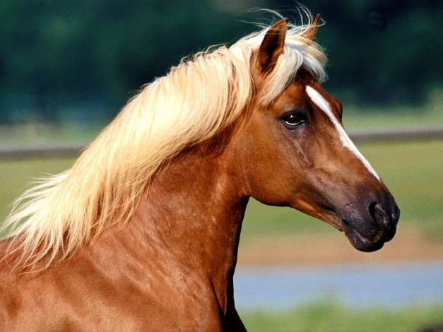 Обои картинки фото peruvian, paso, животные, лошади