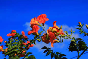 Картинка цветы кампсис текома гибискус