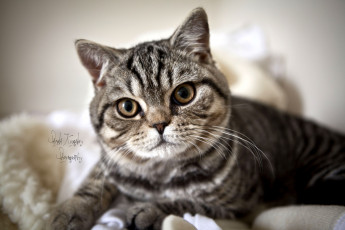 Картинка животные коты полосатый взгляд