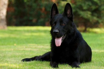 Картинка животные собаки немецкая овчарка черный