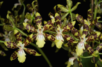 Картинка цветы орхидеи ветка экзотика