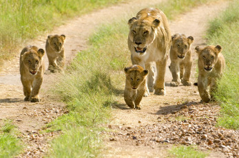 Картинка животные львы львята малыши львица семья