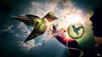 Картинка разное компьютерный дизайн колибри