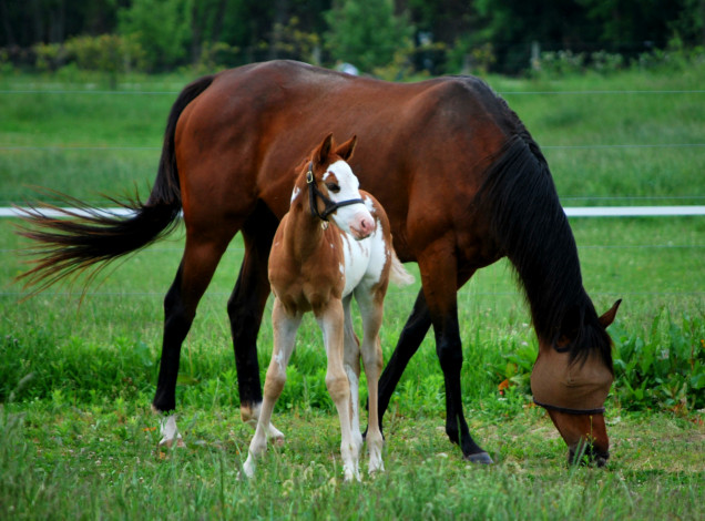 Обои картинки фото животные, лошади, конь