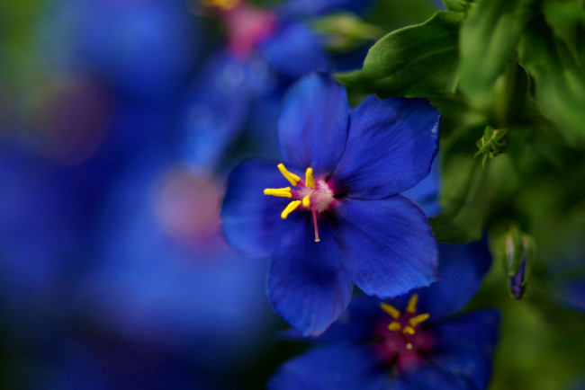 Обои картинки фото цветы, синий