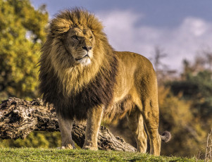 Картинка животные львы царь зверей дикая кошка хищник лев