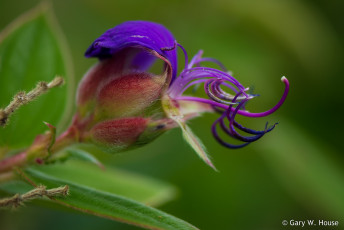 Картинка цветы фиолетовый цветок