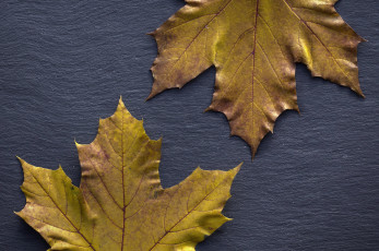 Картинка природа листья осень фон