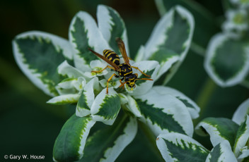 Картинка животные пчелы +осы +шмели листья оса
