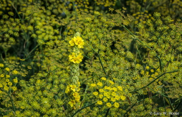 Картинка цветы луговые+ полевые +цветы жёлтые макро