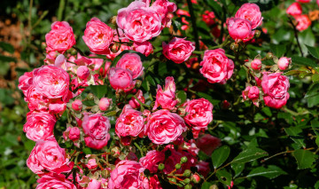 Картинка цветы розы розовый цвет