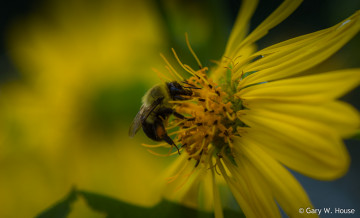 Картинка животные пчелы +осы +шмели цветок пчела