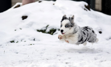 Картинка животные собаки снег бег