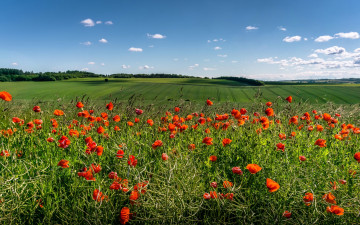 Картинка цветы маки облака небо солнце зелень красные поля