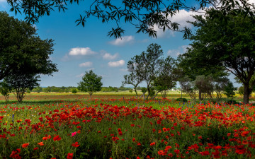 Картинка природа луга цветы красные деревья austin поле маки лето трава texas сша