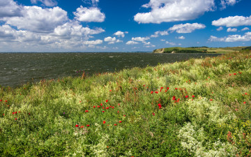 Картинка природа побережье трава маки германия небо солнце горизонт облака море thiessow цветы