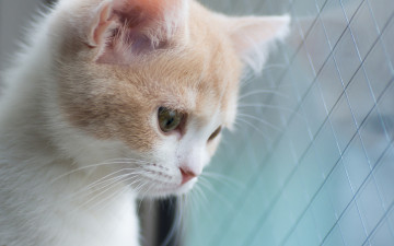 Картинка животные коты анфас окно