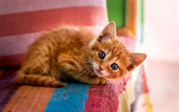 Картинка животные коты рыжий