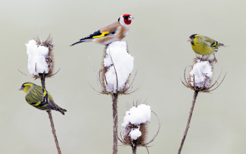 Картинка животные птицы чиж зима чертополох снег щегол