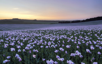 Картинка цветы маки закат поле