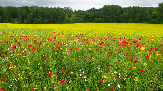 Обои картинки фото цветы, луговые , полевые,  цветы, лес, трава, лето, солнце, маки, желтые, поле, зелень, деревья, красные