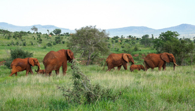 Обои картинки фото животные, слоны, трава, деревья, холмы