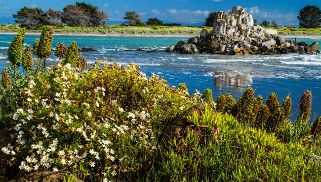 Обои картинки фото новая зеландия, природа, реки, озера, цветы, трава, водоем, камни