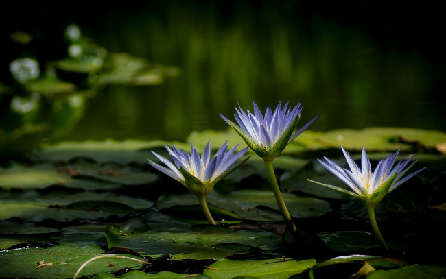 Обои картинки фото цветы, лилии,  лилейники, озеро