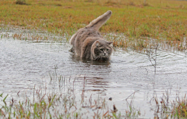 Обои картинки фото животные, коты, кошка, трава, шерсть, вода
