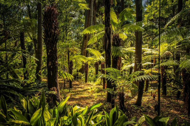 Обои картинки фото австралия, природа, лес, пальмы