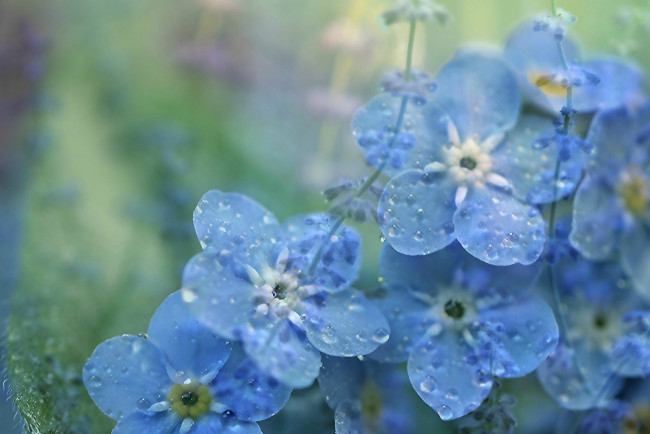 Обои картинки фото цветы, незабудки, капли, синий, фон, макро