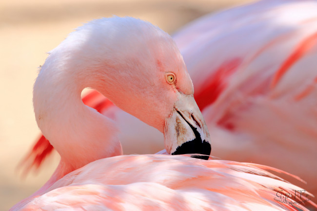 Обои картинки фото животные, фламинго, клюв, перья, розовый, птица