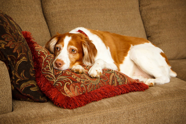 Обои картинки фото животные, собаки, диван, подушки
