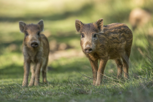 Обои картинки фото животные, свиньи,  кабаны, хрюши, трава, забавные, пара