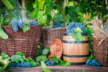 Картинка еда виноград сбор урожая запас