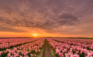 Картинка природа восходы закаты закат облака горизонт небо гиацинты нидерланды вечер поля цветы