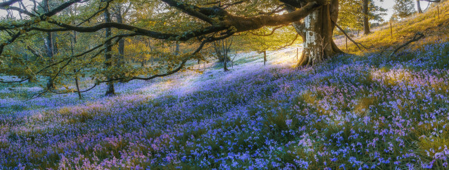 Обои картинки фото природа, лес, гартмор, шотландия, деревья, scotland, gartmore, колокольчики, цветы, bluebell, wood