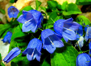 Картинка цветы колокольчики синие