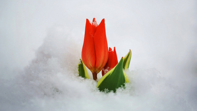 Обои картинки фото цветы, тюльпаны, снег, бутоны, алые