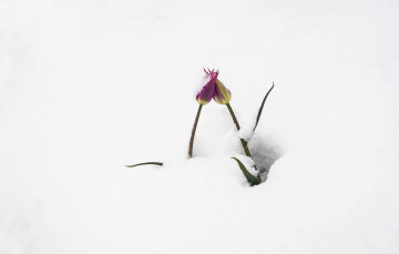 обоя цветы, тюльпаны, снег