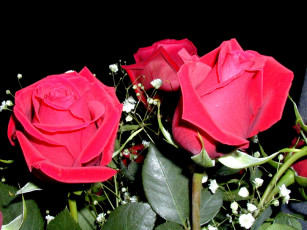 обоя roza, цветы, розы