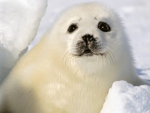 Картинка baby harp seal magdalen islands nova scotia животные тюлени морские львы котики