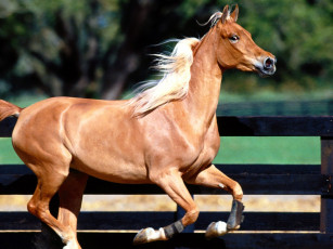 Картинка grandeur arabian животные лошади