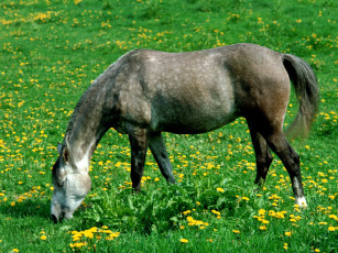 обоя grazing, in, the, green, grass, животные, лошади