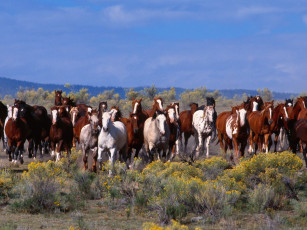 Картинка herd of horses животные лошади