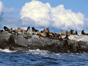 Картинка sun bathing steller sea lions alaska животные тюлени морские львы котики