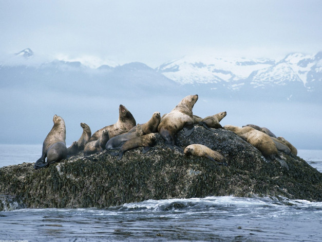 Обои картинки фото steller, sea, lions, alaska, животные, тюлени, морские, львы, котики