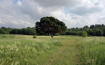 Картинка природа луга облака дорога дерево сосна трава