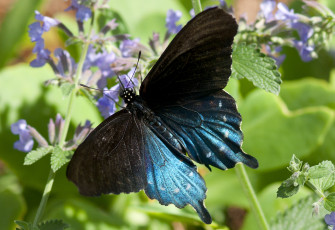 Картинка животные бабочки крылья бархатный