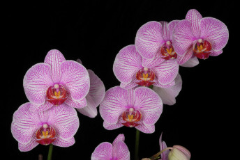 Картинка цветы орхидеи розовый ветки